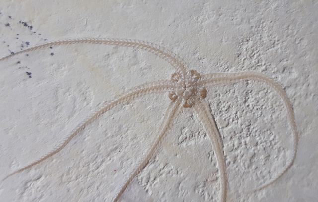 Geocoma carinata (GOLDFUSS 1833) - Bild © FossNet FossilienStore